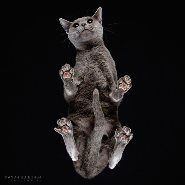 FF_inspiratie_fotografie_dieren_van-onderen_11