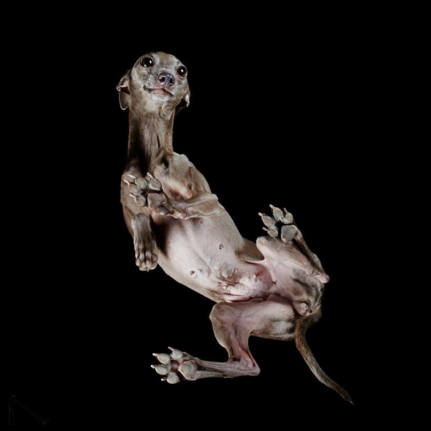 FF_inspiratie_fotografie_dieren_van-onderen_12