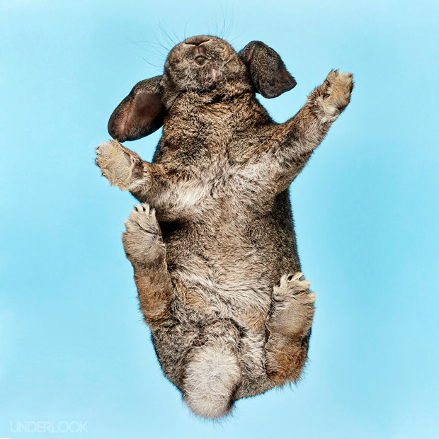 FF_inspiratie_fotografie_dieren_van-onderen_13