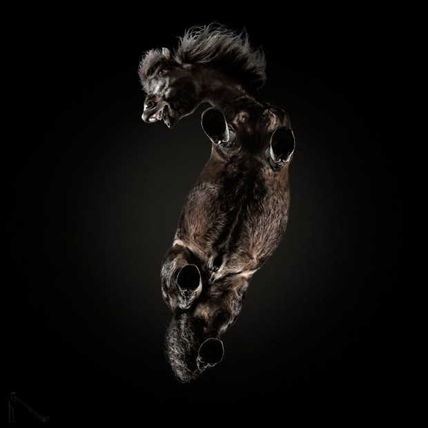 FF_inspiratie_fotografie_dieren_van-onderen_14