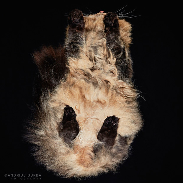 FF_inspiratie_fotografie_dieren_van-onderen_15