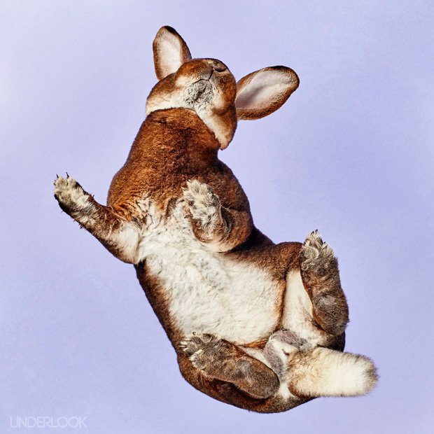 FF_inspiratie_fotografie_dieren_van-onderen_16