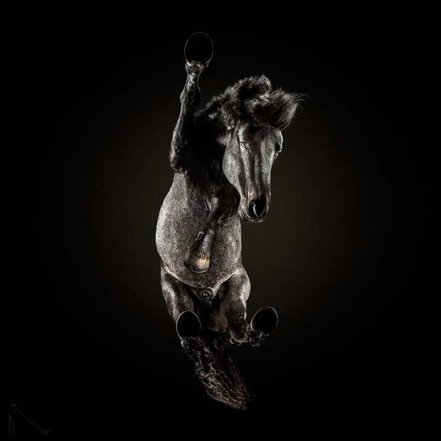 FF_inspiratie_fotografie_dieren_van-onderen_17