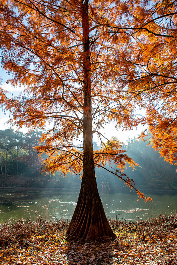herfst in het Wandelbos in Tilburg