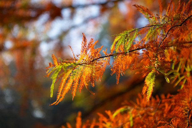 herfst in het Wandelbos in Tilburg