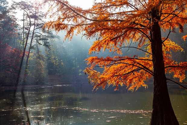 herfst in het Wandelbos in Tilburg