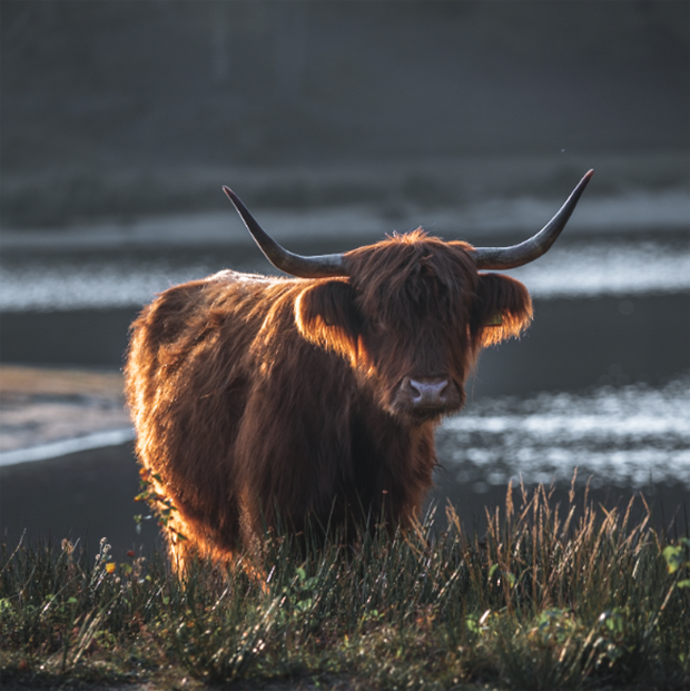 moody fotobewerking in Lightroom
