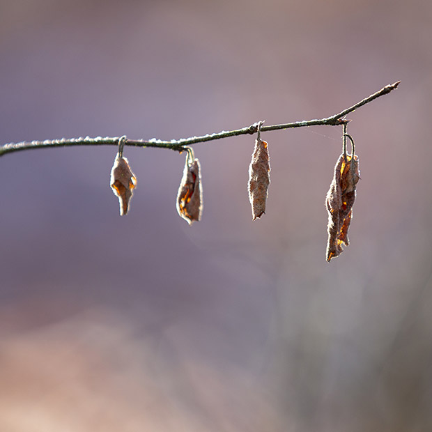 Oisterwijkse Vennen fotograferen
