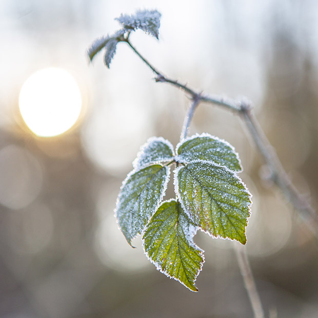 Winter fotografie Brabant
