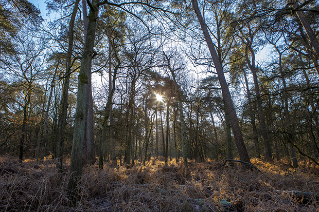 Winter fotografie Brabant