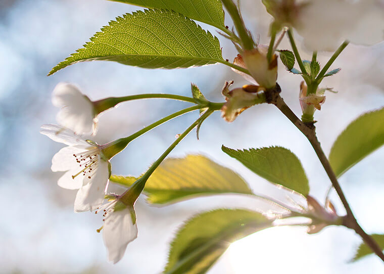 FF_bloesem_2019_tilburg_fotografie_Canon_01