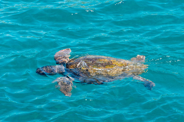 schildpadden op Zakynthos
