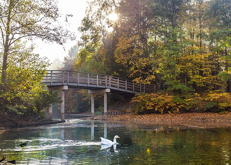 FF_fotowand_wandelbos_tilburg_De Duynsberg_01