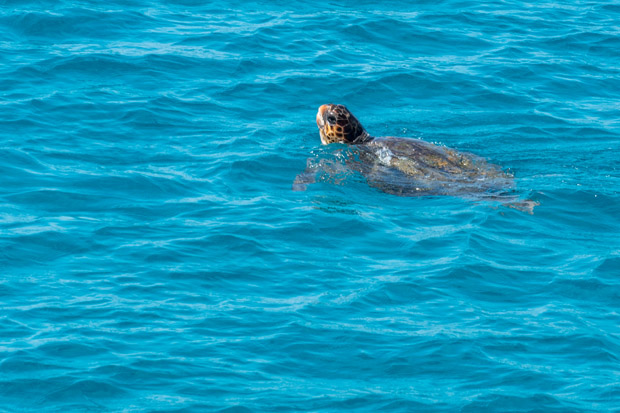 schildpadden spotten op Zakynthos
