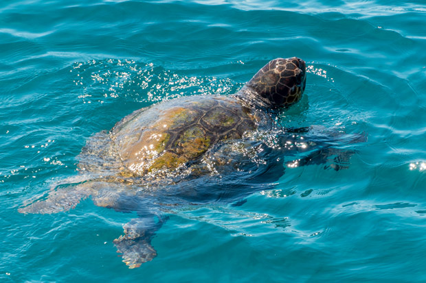 caretta caretta schildpad zakynthos