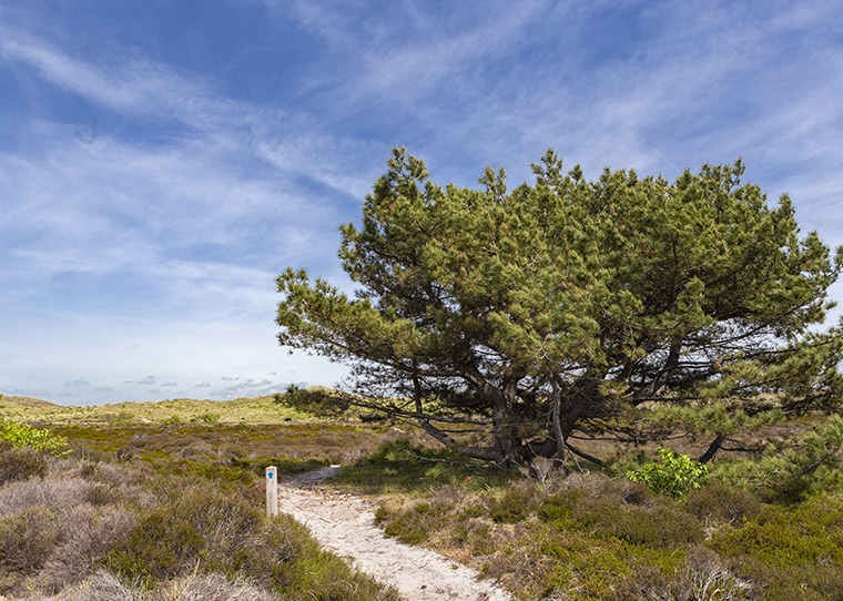 FF_weekendje-weg-Noord-Holland_Schroolse-duinen_01