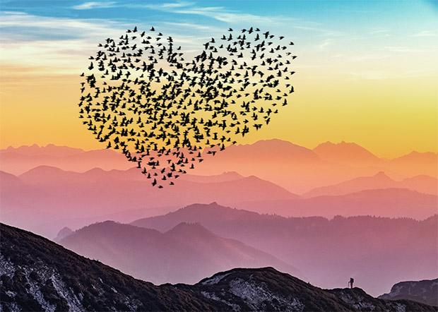 spreeuwendans hartvorm