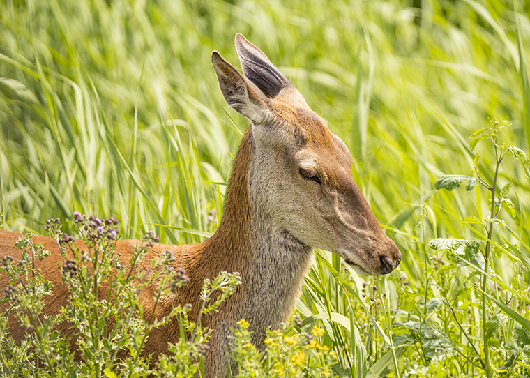 FF_mooie-fotolocaties-nederland-oostvaardersplassen-hert-1