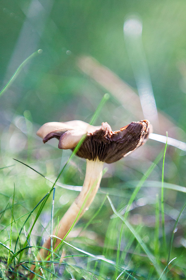 paddenstoel fotograferen tips