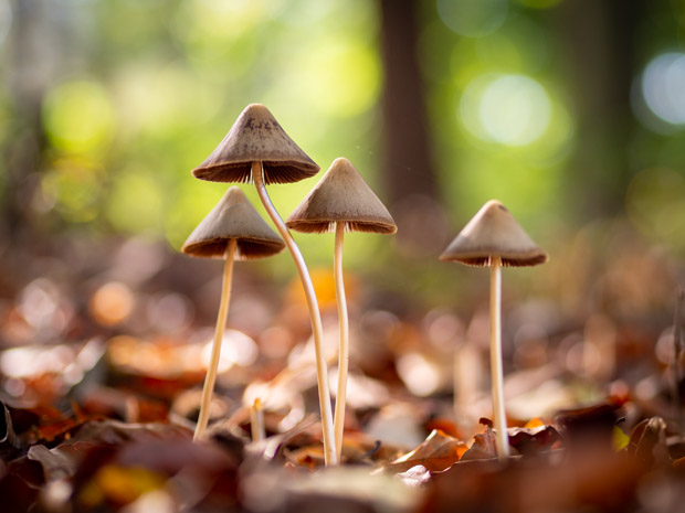foto's maken paddenstoelen