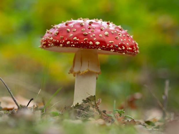 paddenstoelen fotograferen olympus