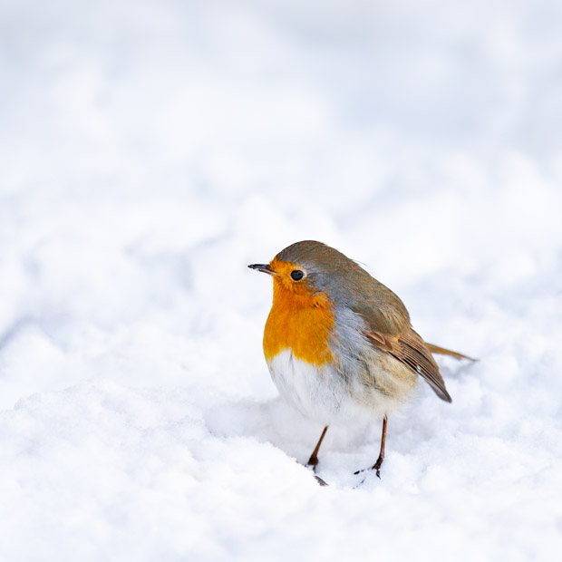 vogelfotografie sneeuw