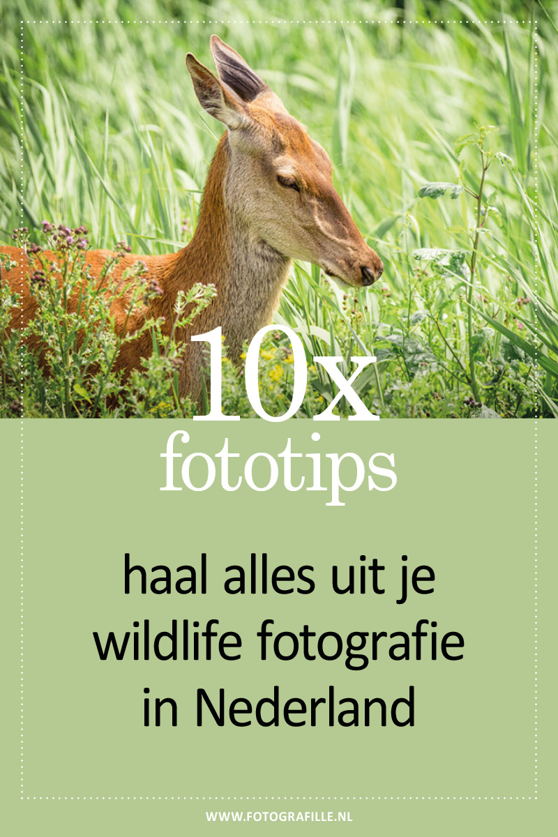wildlife fotograferen