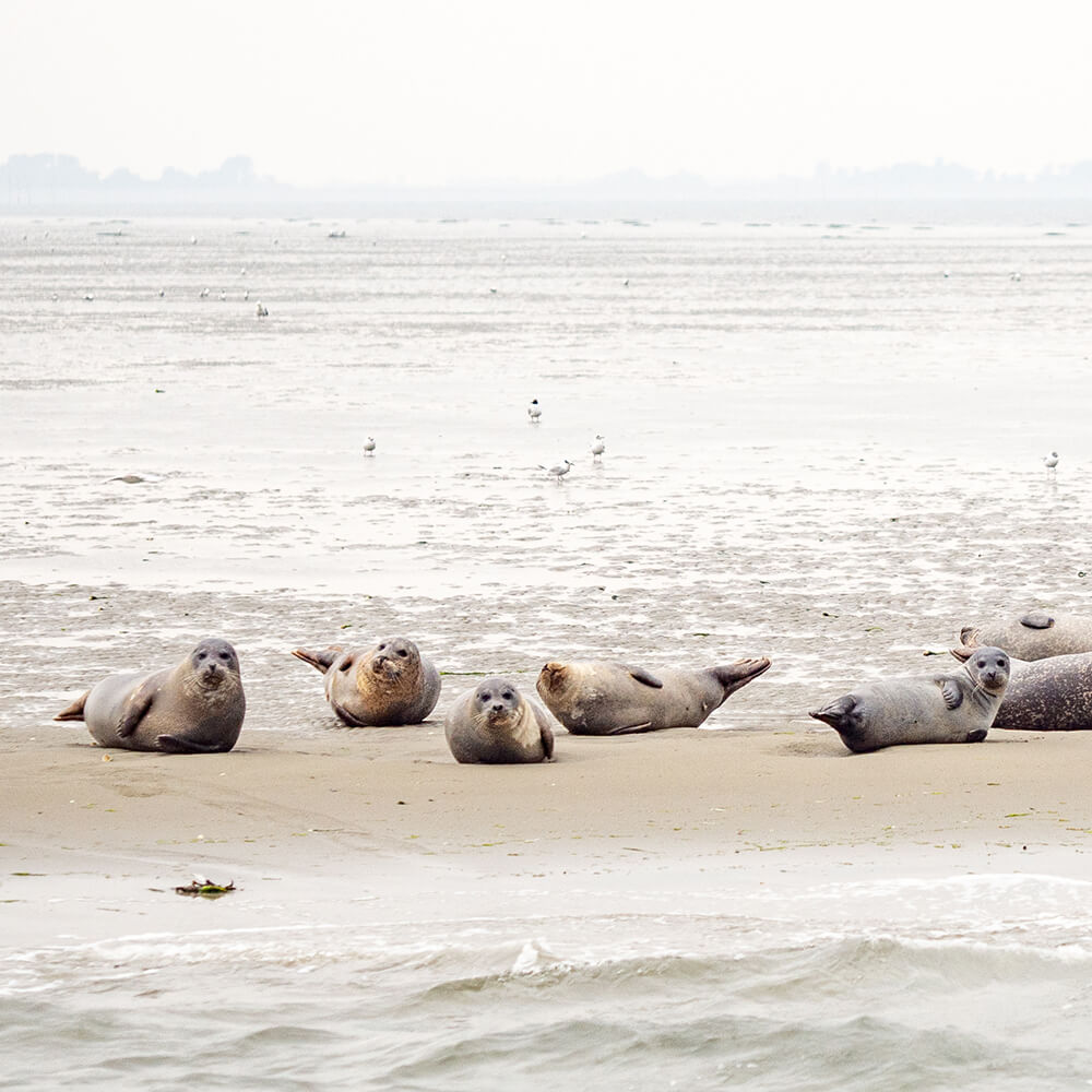 zeehonden spotten zeeland
