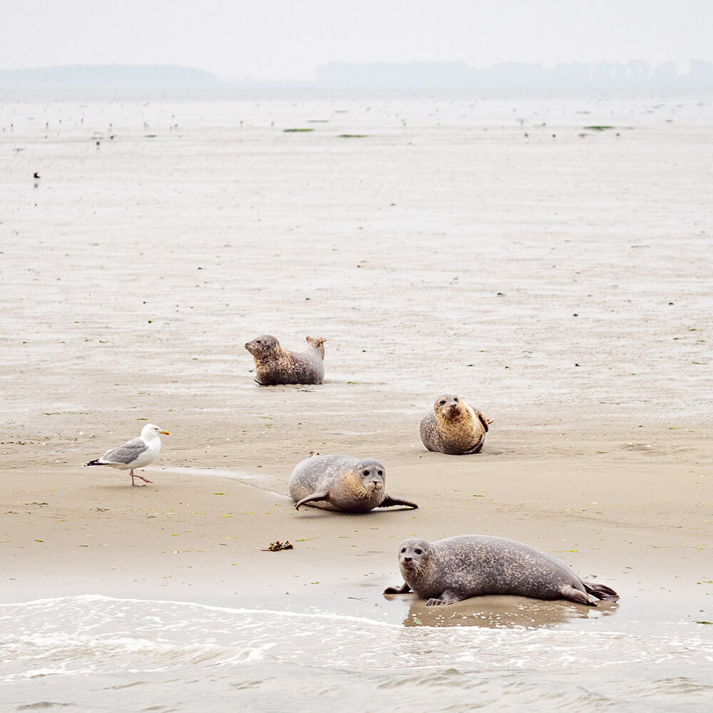zeehonden in zeeland