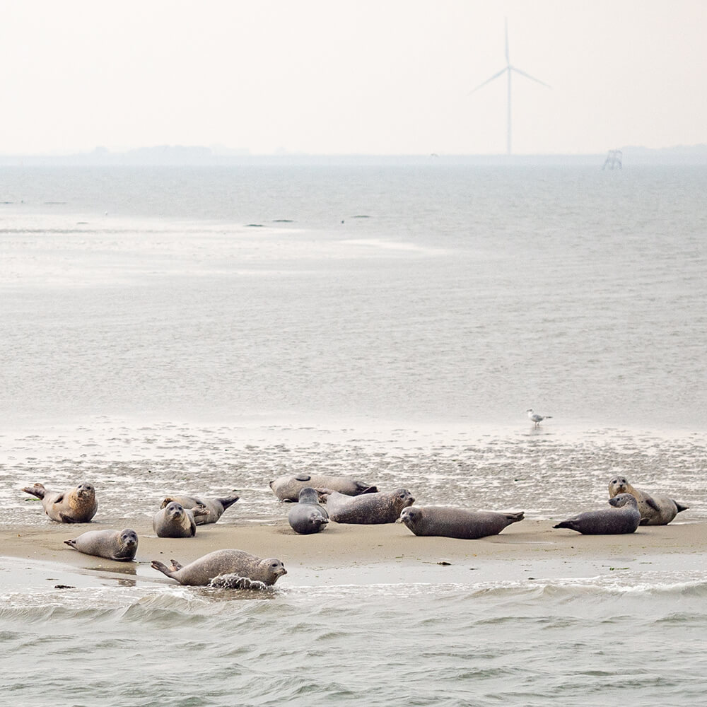fotograferen walcheren