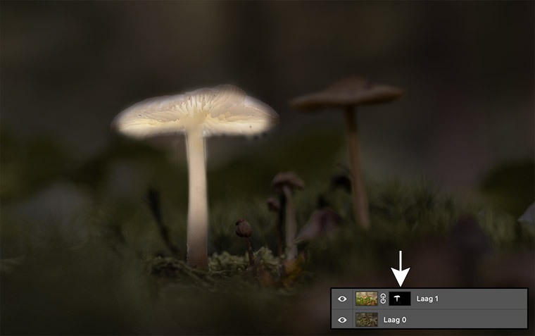 tips lichtgevende paddenstoelen