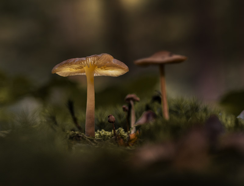 lichtgevende paddenstoelen fotografie tips