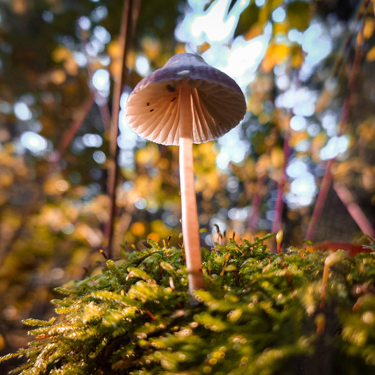 sony smartphone camera