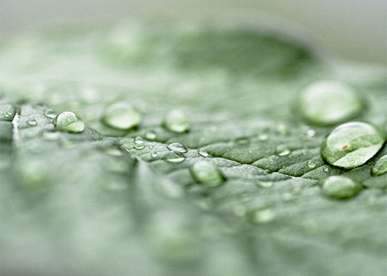 macrofotografie tips