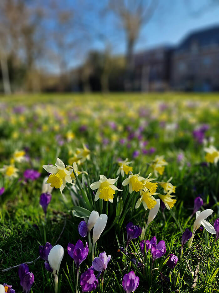 portet functie Samsung S22 camera