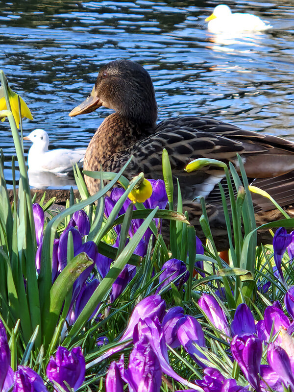 Smartphone camera review