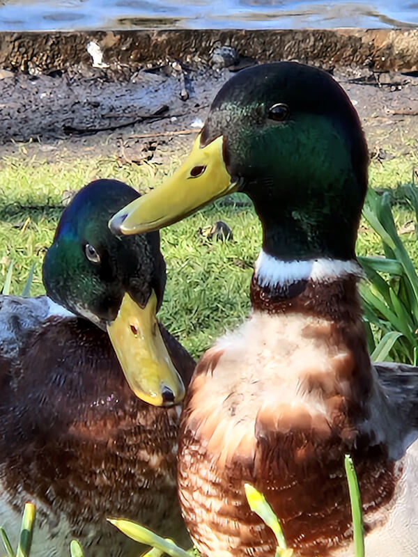 Smartphone digitale zoom