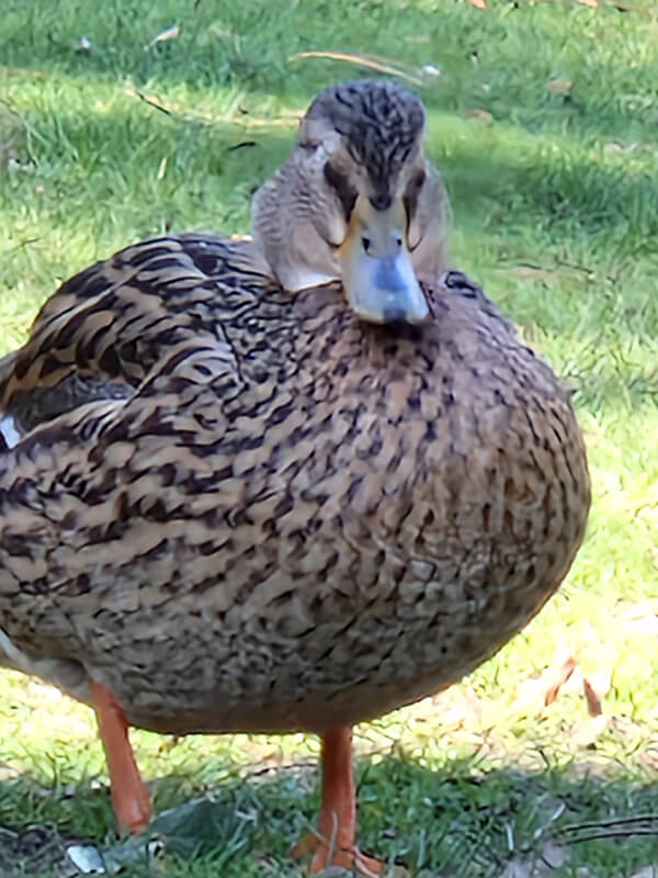 Smartphone camera zoom