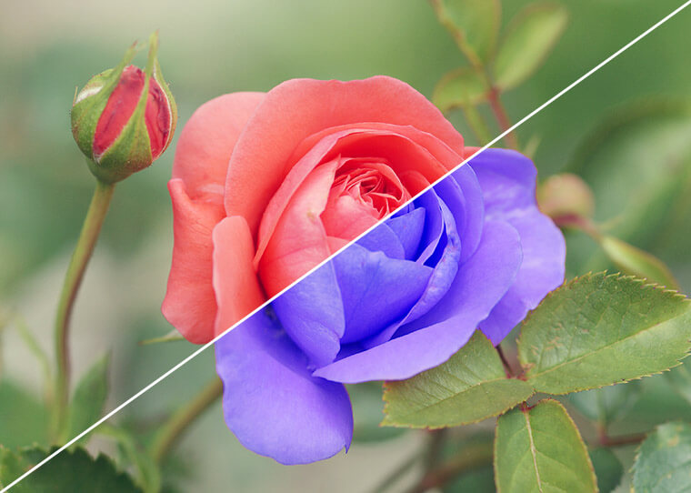 FF_tutorial_kleur-vervangen-photoshop