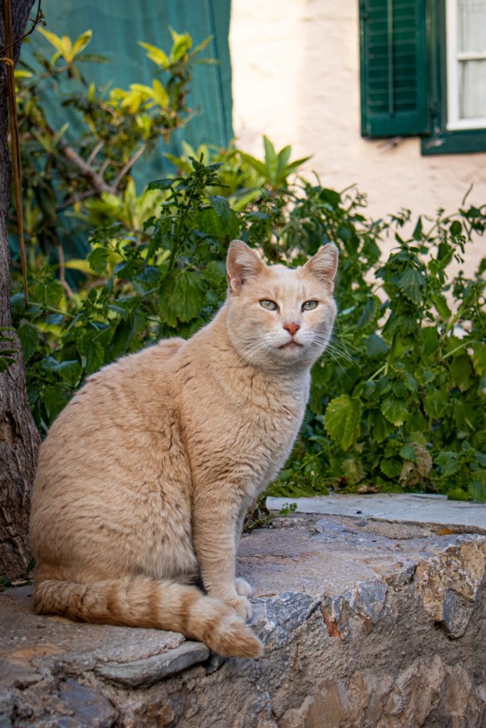 review Canon EOS M50 Mark II