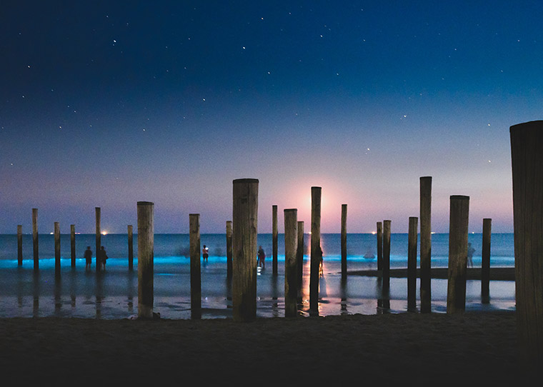 FF_zeevonk-fotograferen_01 Zeevonk fotograferen