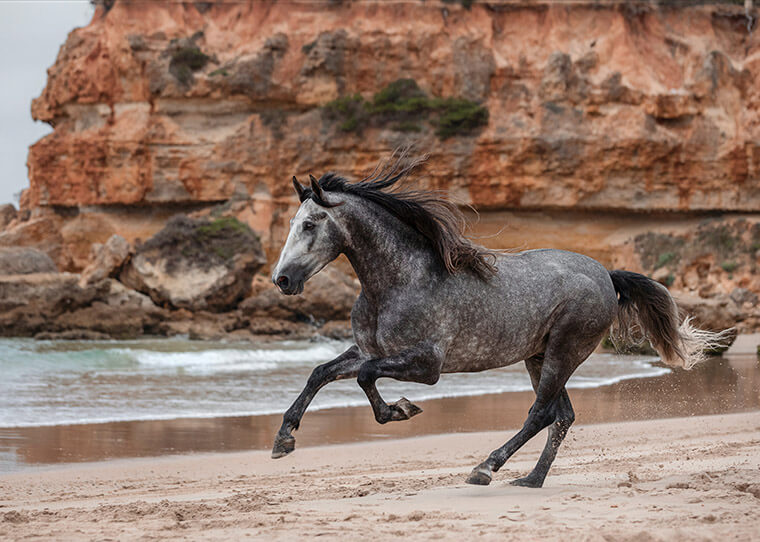 paardenfotografie tips