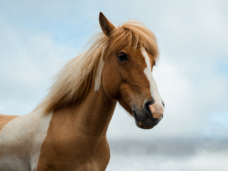 paardenfotografie tips