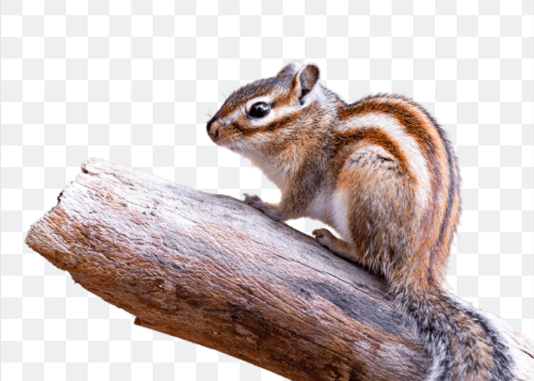 FF_achtergrond-foto-verwijderen_1 achtergrond van je foto verwijderen