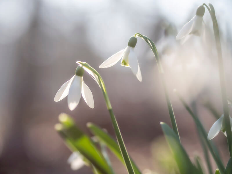 FF_fotograferen-in-februari_sneeuwklokjes fotograferen in februari