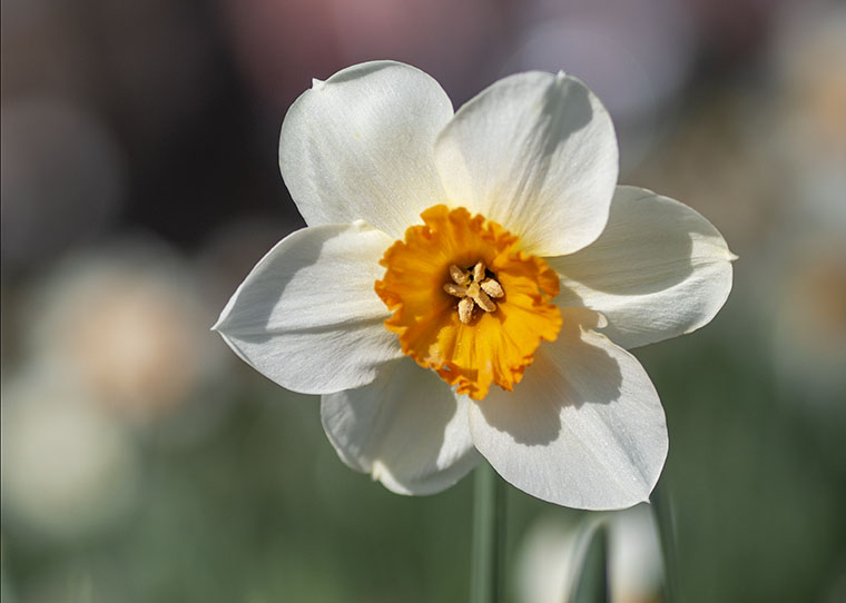 FF_fotograferen-in-maart_narcis fotograferen in maart
