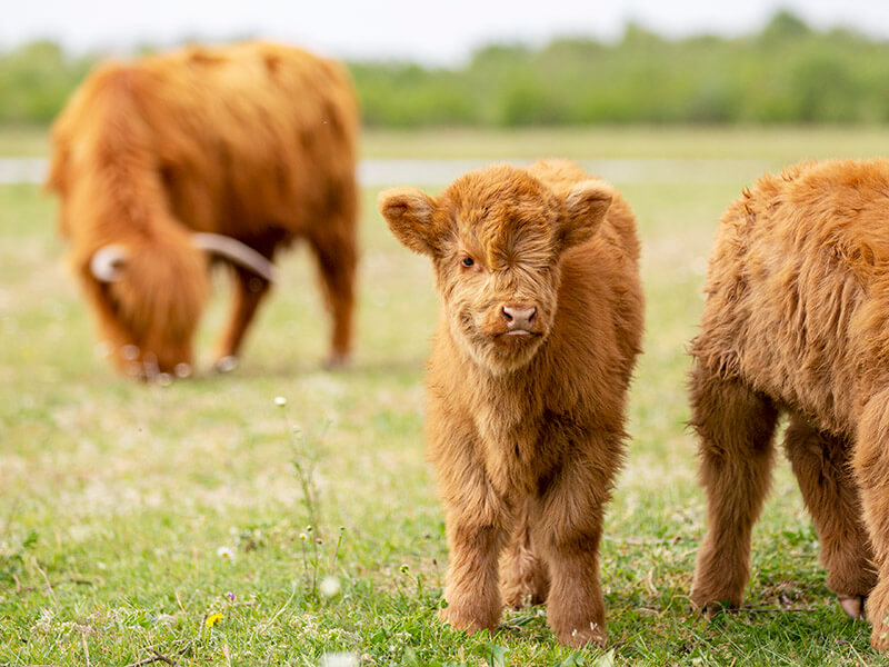 FF_fotograferen-in-april_jonge-dieren fotograferen in april