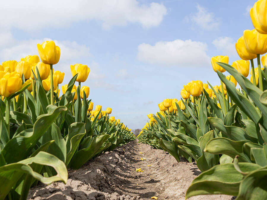 tulpenvelden nederland foto