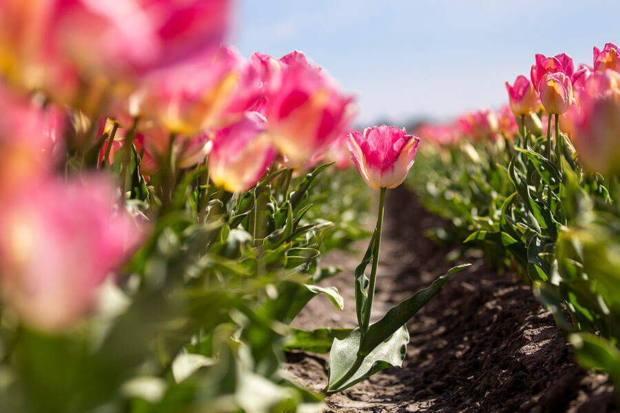 FF_tulpen-fotograferen-tips_03 tulpen fotograferen tips