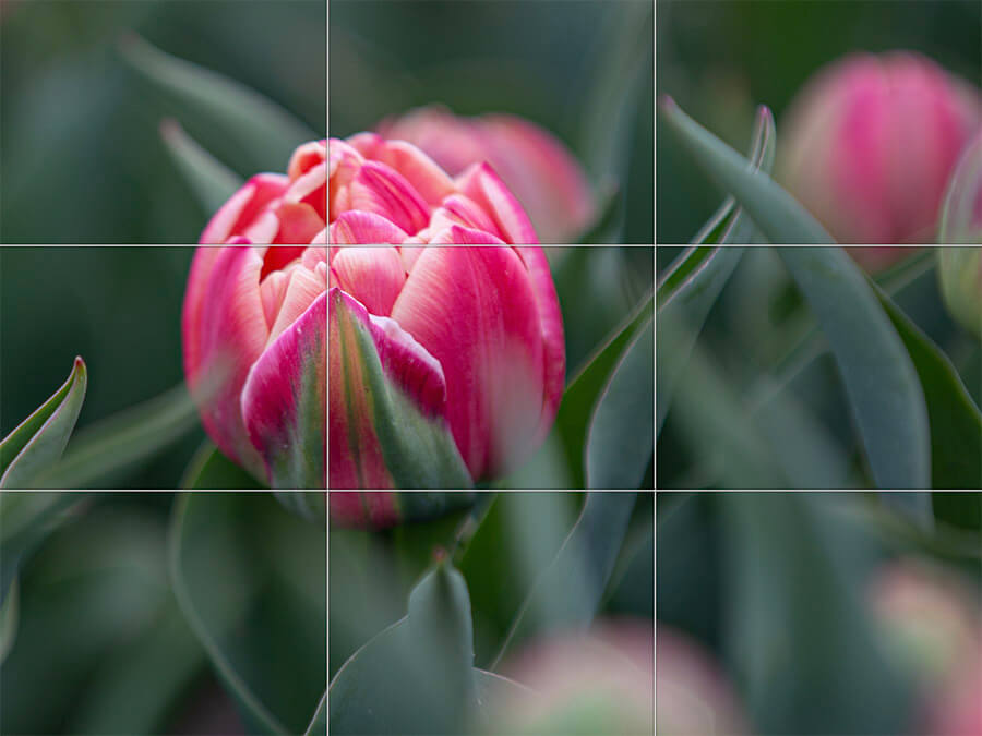 tulpen fotograferen tips